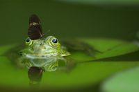 Frosch, der seinen Kopf aus dem Wasser streckt und einen Schmetterling auf dem Kopf hat